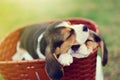 Cute little Beagles Royalty Free Stock Photo