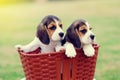 Cute little Beagles Royalty Free Stock Photo