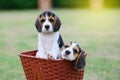 Cute little Beagles Royalty Free Stock Photo