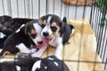 Cute little Beagles Royalty Free Stock Photo
