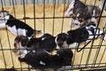 Cute little Beagles in dog cage Royalty Free Stock Photo