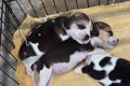 Cute little Beagles in dog cage Royalty Free Stock Photo