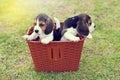 Cute little Beagles Royalty Free Stock Photo