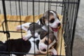 Little Beagles in dog cage Royalty Free Stock Photo