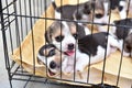 Little Beagles in dog cage Royalty Free Stock Photo