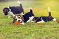 Cute little Beagles Royalty Free Stock Photo
