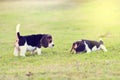 Cute little Beagles Royalty Free Stock Photo