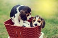 Cute little Beagles Royalty Free Stock Photo