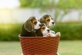 Cute little Beagles Royalty Free Stock Photo