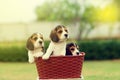 Cute little Beagles Royalty Free Stock Photo