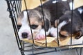Beagles for sell Royalty Free Stock Photo