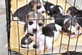 Beagles for sell Royalty Free Stock Photo