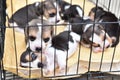 Cute little Beagles in dog cage Royalty Free Stock Photo