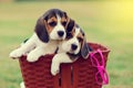Cute little Beagles Royalty Free Stock Photo
