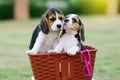 Cute little Beagles Royalty Free Stock Photo