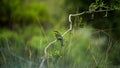 Cute little bee-eater bird perched atop a slender tree branch. Royalty Free Stock Photo