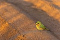 Cute Little bee-eater on the sand on the lakeside Royalty Free Stock Photo