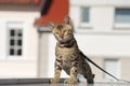 Cute little bengal cat Royalty Free Stock Photo