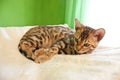 Cute little bengal cat Royalty Free Stock Photo