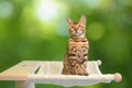 Cute little bengal cat