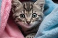 Cute little bengal kitten with blue eyes lying on blue blanket, cute wet gray tabby cat kitten after bath wrapped in pink towel Royalty Free Stock Photo