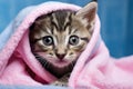 Cute little bengal kitten wrapped in pink blanket and looking at camera, cute wet gray tabby cat kitten after bath wrapped in pink Royalty Free Stock Photo