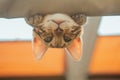 Cute little bengal kitty cat laying on the cat's window bed watching down