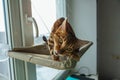 Cute little bengal kitty cat sitting on the cat`s window bed and biting the strap