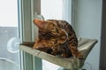 Cute little bengal kitty cat sitting on the cat`s window bed and biting the strap