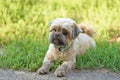 Cute little Bichon Frise in the green