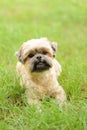 Cute little Bichon Frise in the green