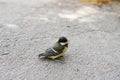 Cute little bird, Beautiful bird. Close up on bird