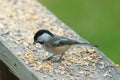 Cute little bird being picky about what see to eat