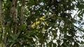 A cute little bird coereba flaveola bananaquit is sitting on the stem of a plant Royalty Free Stock Photo