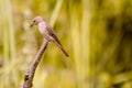 Cute little bird. Green nature background. Common bird Northern Wheatear. Oenanthe oenanthe.
