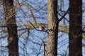 Little bluebird perched in a tree