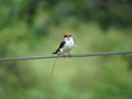 Cute little bird sitting on a wire