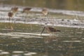 Cute little bird snipe drinking water with other snipes on a blurred background