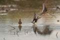 Cute little bird snipe drinking water with other snipes flying on a blurred background