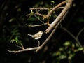 Cute Little Bird on a Tree Branch.