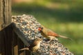 Cute little birds enjoying a meal together Royalty Free Stock Photo