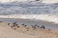 Cute little birds picking through the sand