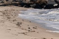 Cute little birds picking through the sand