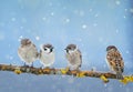 Cute little birds are sitting in the Park on a branch during a s
