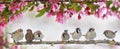 little birds sparrows sit on a flowering pink branch of an Apple tree in a may garden on a Sunny day Royalty Free Stock Photo