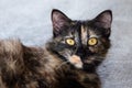 Cute little black brown kitten lay down on grey cement floor Royalty Free Stock Photo