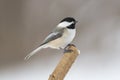 Cute little black-capped chickadee bird isolated on a lone perch Royalty Free Stock Photo