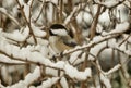 Black capped Chickadee on a snowy branch Royalty Free Stock Photo