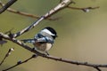 Perched black capped chickadee on a twig. Royalty Free Stock Photo