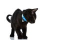 Cute little black cat with blue collar looking down and side Royalty Free Stock Photo